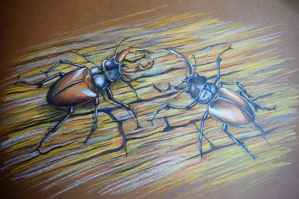 Рисуется Жук олень