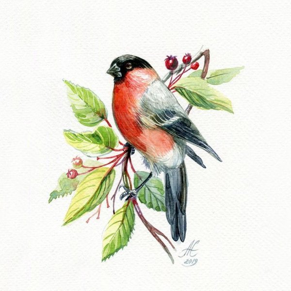 Птица Снегирь акварель