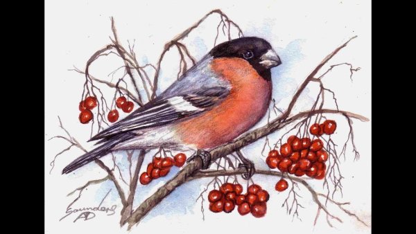 Снегирь цветными карандашами