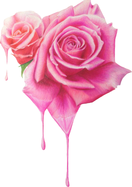 Розовые розы карандашом