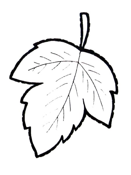 Листья раскраска