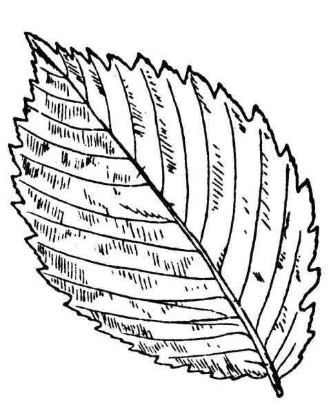 Раскраска листок дерева
