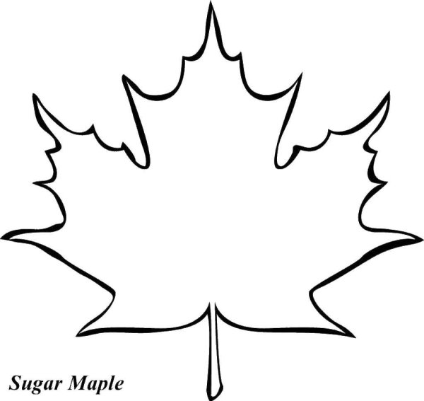 Кленовый лист контур