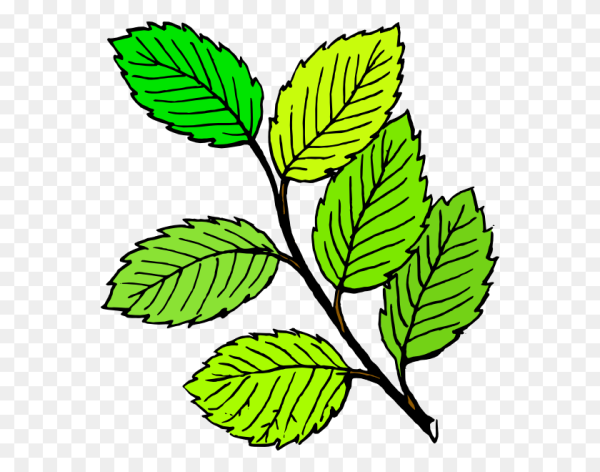 Нарисованная ветка с листьями