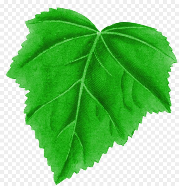 Зеленый листик для детей