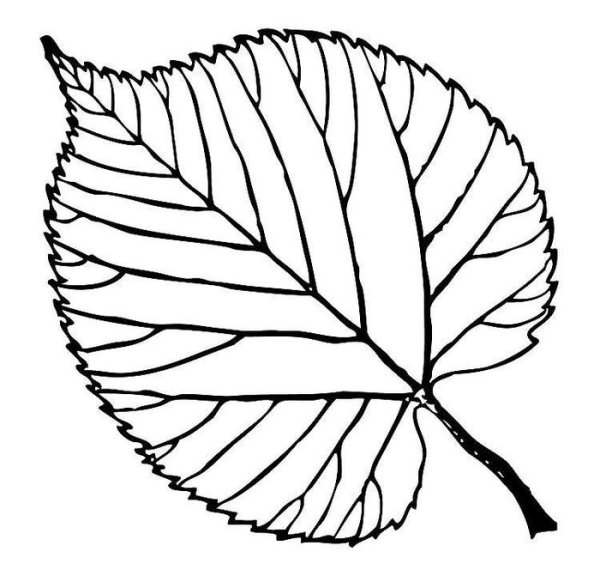 Осиновый лист контур