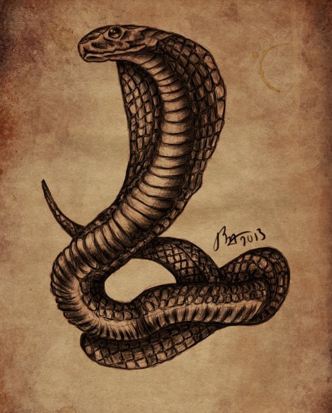 Королевская Кобра тату