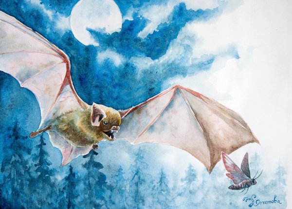 Летучая мышь акварель
