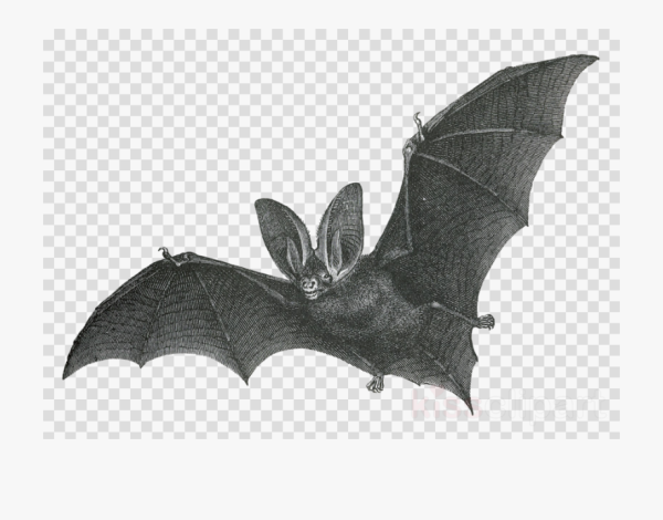 Летучая мышь арт черно белые
