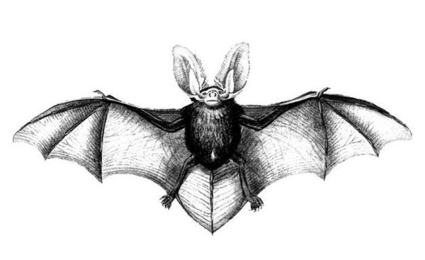 Летучая мышь рисунок