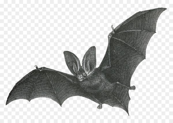 Летучая мышь