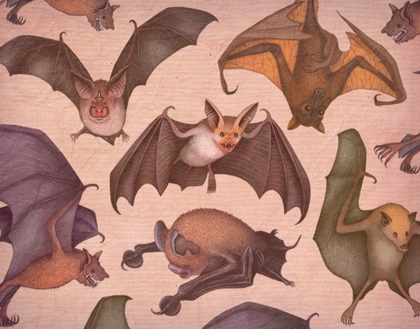 Человек летучая мышь арт