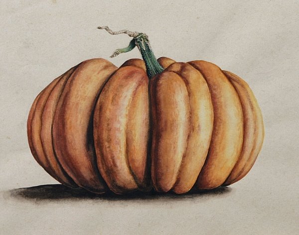 Тыква Ботаническая иллюстрация