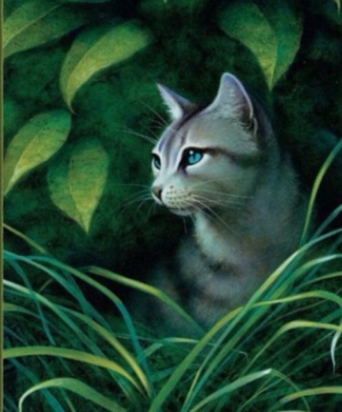 Кот воитель