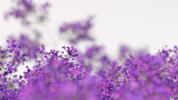 Лиловый фон