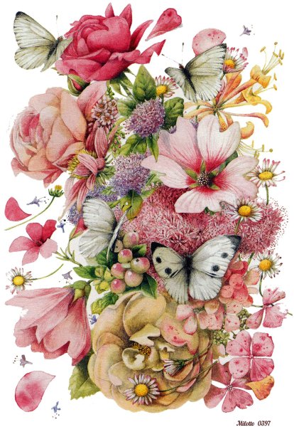 Розовые цветы на белом фоне