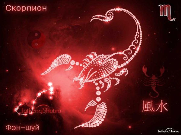 Скорпион открытка