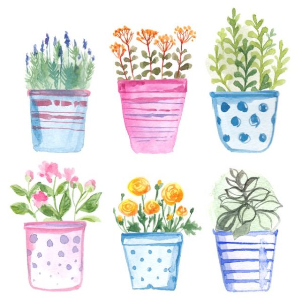 Горшок с цветами акварель