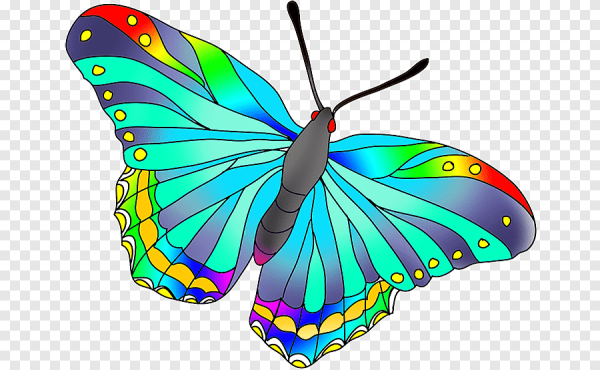 Красивая бабочка рисунок