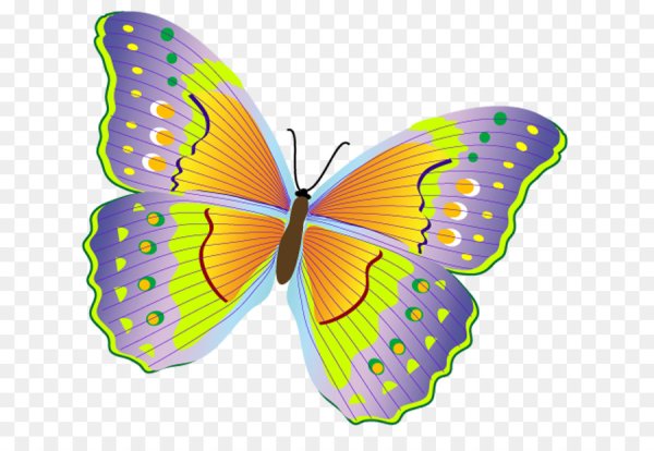 Яркие бабочки на белом фоне