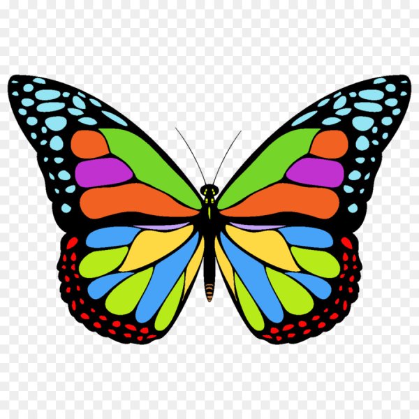 Бабочки цветные