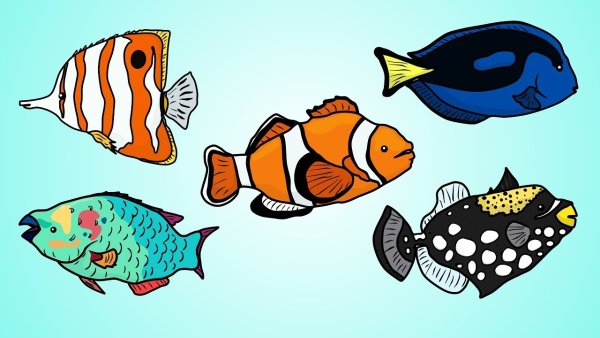 Рисование рыбы