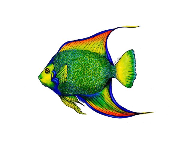 Красивые рыбы