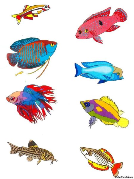 Рыба картинка для детей