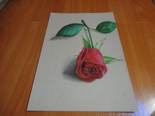 Роза карандашом