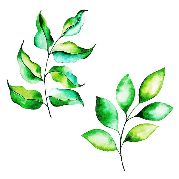 Листочки акварель