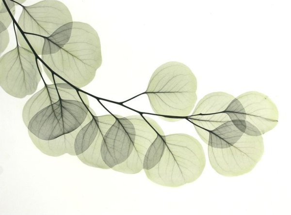 Веточка с листьями