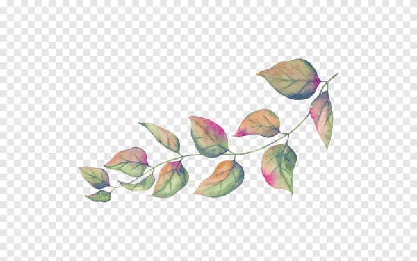 Акварельные листья без фона
