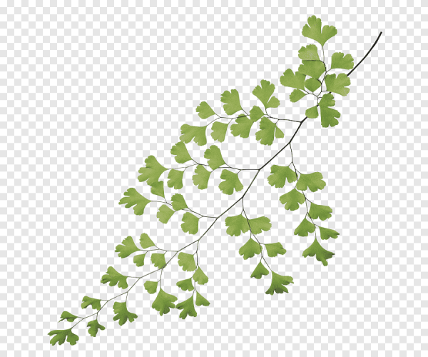 Мелкие листья на прозрачном фоне