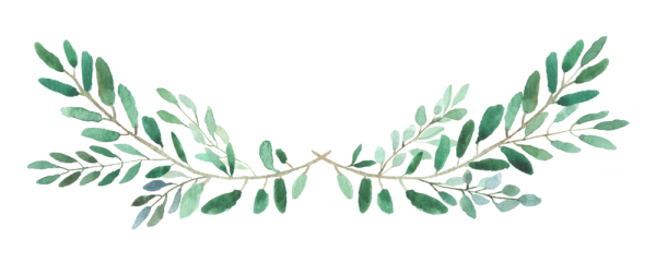 Веточка зелени на белом фоне