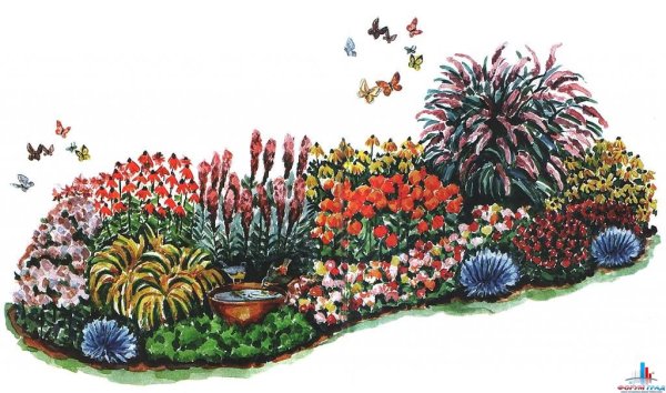 Цветник рабатка эхинацея Астра