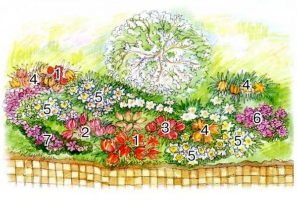 Эскиз клумбы с цветами