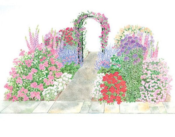 Миксбордер с плетистой розой