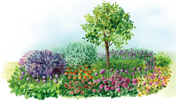 Сад непрерывного цветения Натальи Петренко