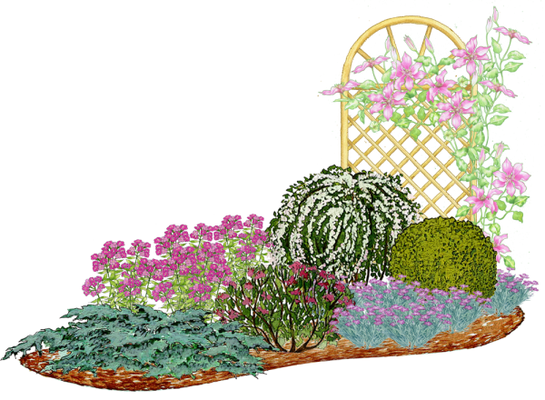 Миксбордер с клематисом