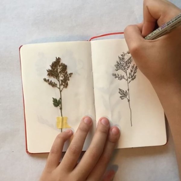 Растения арты в скетчбук