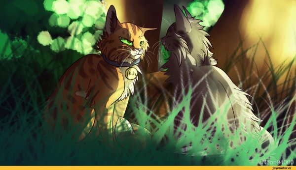 Коты Воители