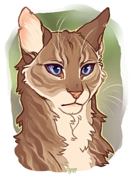 Коты Воители Верескоглазка