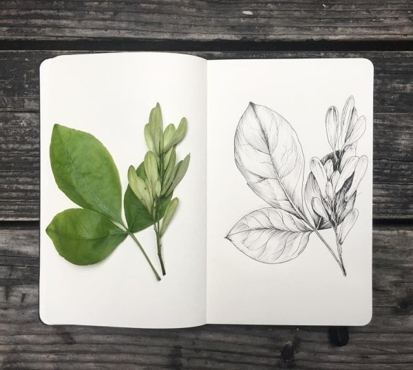 Растительность для скетчбука