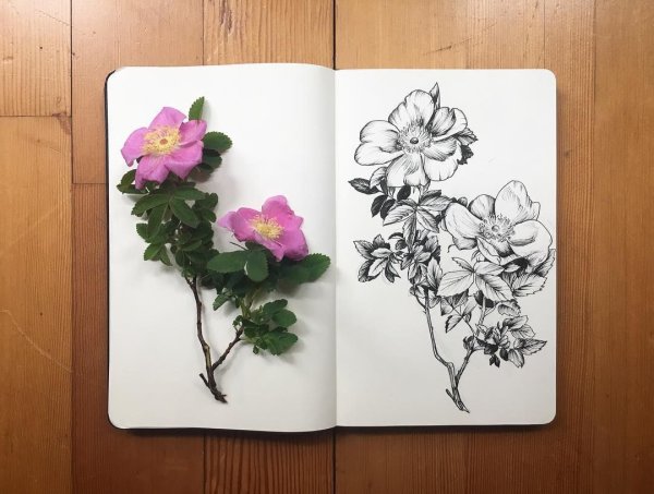 Красивые растения для скетчбука