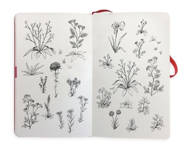 Ботанический скетчбук