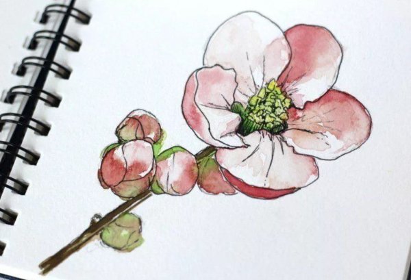 Роза скетчбук