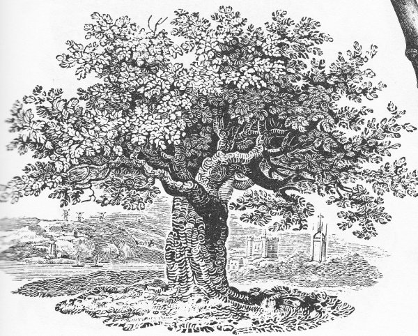 Дерево раскраска