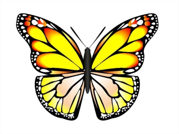 Радужные бабочки