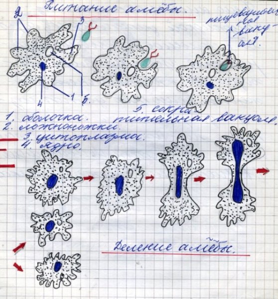 Узоры по клеточкам в тетради
