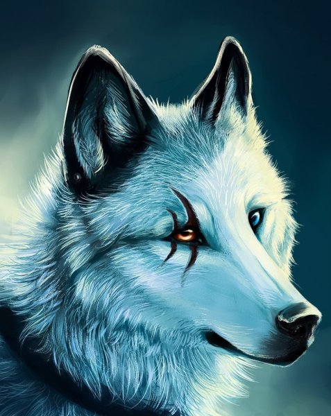 Пушистый волк арт